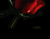 דימום ורדים אדום 02