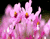 Wonderful Pink Flowers