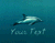 טקסט צף דולפיניך