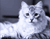 Глава струшування пухнасті білі Cat