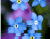 Vesi ja Blue Flowers