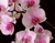 Rozā ziedi uz zara