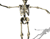 Squelette de danse 03