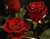 Chatoyant de roses rouges
