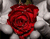 Букет з червоних троянд
