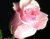 Glowing Mawar merah muda 01