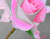 Indah Bunga merah muda Satu