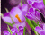 Wonderful Purple Lilled 01
