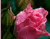 Lietus un rozā rozes 01