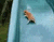 Плаваючі собака 01