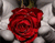 Великий світиться червоні троянди