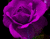 Purpura rozes New