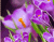 Сяючі фіолетові квіти