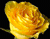 Great dzeltenas rozes