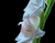 Kvēlojošs baltie ziedi