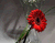 Glāze sarkanā ziedi