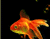 Sevimli Portakal Goldfish