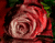 Menggeletar Roses
