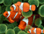 Cute Orange Fish