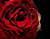 Raudona Velvet Rožės