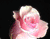Rozā Velvet rozes