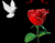 Червоні троянди і голуби