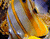 Kollane ja valge kala