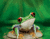 Büyük Eyed Kurbağa