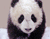 Sevimli Bebek Panda