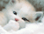 ناز بچه گربه سفید 02