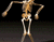 Lelah Skeleton 01