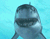 Scary Shark 01