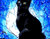 Sly Black Cat