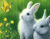 Sevimli Tiny Tavşanlar