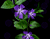 Purple Flowers 03