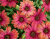 Fleurs rose 01