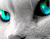 Cute Green Eyed Cat