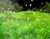 Green Grass 01