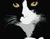 Уморен Черна котка