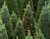 Vert Pine Trees