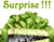 Green Kipawa Package 01