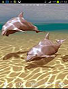 Dolphins Under Sea