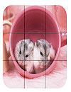 Puzzle Cute Hamsters