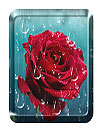 Rose Raindrop