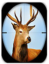 Deer Sniper Hunting