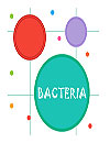 Bacteria Agar Fun
