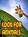 Look For Animals