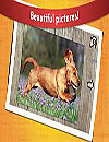 Dogs Jigsaw Puzzles for Kids