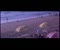 Anjunaa Beach Trailer Video Krótki film