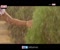 Andhrapori Song Trailer Video Clip
